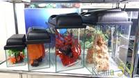 Goldfish Аквариум прямоугольный с крышкой 7л (с лампой)
