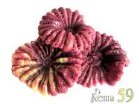 Декор для аквариума Коралл цветы 14x10,5x6см