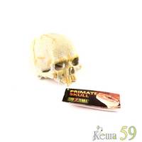 Exo Terra Декор для террариума Череп примата