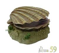 Распылитель Морская раковина 14,5x13,5x6см