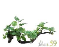 Грот Коряга с анубиасами 63x25x27см
